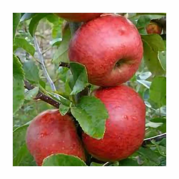 4ft 'Red Windsor Patio Apple Tree | M27 Dwarfing Rootstock | 11.5L Pot | By Frank P Matthews™ 4 4ft 'Red Windsor Patio Apple Tree | M27 Dwarfing Rootstock | 11.5L Pot | By Frank P Matthews™ - Image 2