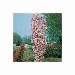 Prunus 'Amanogawa' | Cherry Blossom Tree | 12L Pot | 150-180cm | By Frank P Matthews -Frank P Matthews Sales Shop TR016912L add image 1 3b26