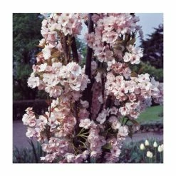 Prunus 'Amanogawa' | Cherry Blossom Tree | 12L Pot | 150-180cm | By Frank P Matthews -Frank P Matthews Sales Shop TR016912L add image 3 88af