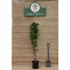 Prunus 'Amanogawa' | Cherry Blossom Tree | 12L Pot | 150-180cm | By Frank P Matthews -Frank P Matthews Sales Shop TR016912L add image 5 9f43