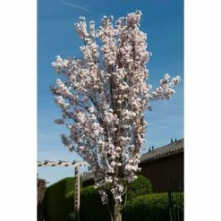 Prunus 'Amanogawa' | Cherry Blossom Tree | 12L Pot | 150-180cm | By Frank P Matthews -Frank P Matthews Sales Shop TR016912L add image 6 5ca0