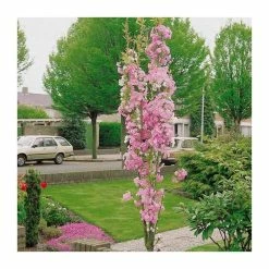 Prunus 'Amanogawa' | Cherry Blossom Tree | 12L Pot | 150-180cm | By Frank P Matthews