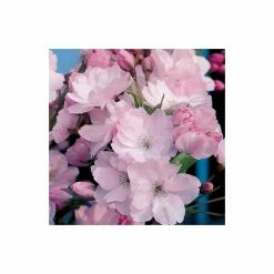 Prunus 'Amanogawa' | Cherry Blossom Tree -Frank P Matthews Sales Shop TR016925L add image 2 096c
