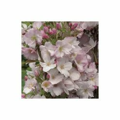 Prunus 'Amanogawa' | Cherry Blossom Tree -Frank P Matthews Sales Shop TR016925L add image 4 5afc