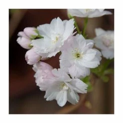Prunus 'Amanogawa' | Cherry Blossom Tree -Frank P Matthews Sales Shop TR016925L add image 5 d14b