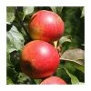 4ft 'Christmas Pippin' Patio Dessert Apple Tree | M27 Dwarfing Rootstock | 11.5L Pot | By Frank P Matthews™ -Frank P Matthews Sales Shop TR040711 5L main image 08a5
