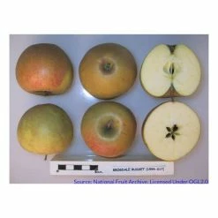 4ft 'Herefordshire Russet® Patio Dessert Apple Tree | M27 Dwarfing Rootstock | 11.5L Pot | By Frank P Matthews™ -Frank P Matthews Sales Shop TR040911 5L add image 1 8ef0