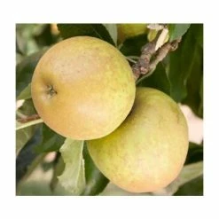 4ft 'Herefordshire Russet® Patio Dessert Apple Tree | M27 Dwarfing Rootstock | 11.5L Pot | By Frank P Matthews™