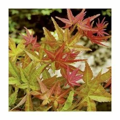 Acer palmatum 'Beni-maiko' | Japanese Maple Tree | 1L Pot -Frank P Matthews Sales Shop TR070111L add image 1 23e8