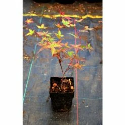 Acer palmatum 'Beni-maiko' | Japanese Maple Tree | 1L Pot -Frank P Matthews Sales Shop TR070111L add image 2 998b