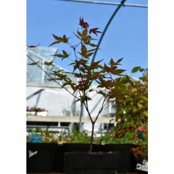 Acer palmatum 'Beni-maiko' | Japanese Maple Tree | 1L Pot -Frank P Matthews Sales Shop TR070111L add image 3 227d