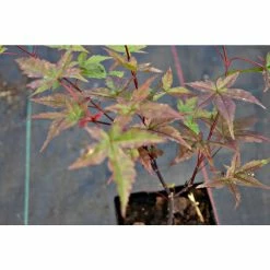 Acer palmatum 'Beni-maiko' | Japanese Maple Tree | 1L Pot -Frank P Matthews Sales Shop TR070111L add image 4 5c7a
