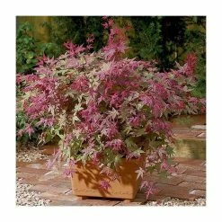Acer palmatum 'Beni-maiko' | Japanese Maple Tree | 1L Pot
