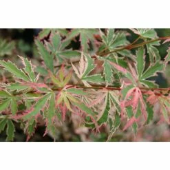 Acer palmatum 'Butterfly' | Japanese Maple Tree | 7.5L Pot | 70-90cm -Frank P Matthews Sales Shop TR070375L add image 1 7bc5