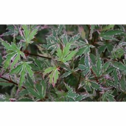 Acer palmatum 'Butterfly' | Japanese Maple Tree | 7.5L Pot | 70-90cm -Frank P Matthews Sales Shop TR070375L add image 2 f1f6