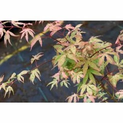 Acer palmatum 'Butterfly' | Japanese Maple Tree | 7.5L Pot | 70-90cm -Frank P Matthews Sales Shop TR070375L add image 3 d2b0