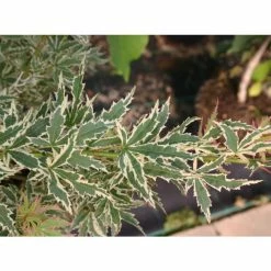 Acer palmatum 'Butterfly' | Japanese Maple Tree | 7.5L Pot | 70-90cm -Frank P Matthews Sales Shop TR070375L add image 4 c2dd