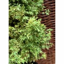 Acer palmatum 'Butterfly' | Japanese Maple Tree | 7.5L Pot | 70-90cm -Frank P Matthews Sales Shop TR070375L add image 5 68af