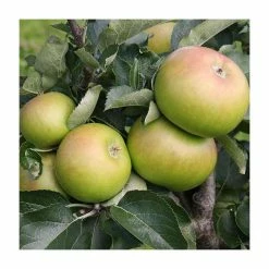 4ft 'Bramley 20' Patio Cooking Apple Tree | M27 Dwarfing Rootstock | 11.5L Pot | By Frank P Matthews™ -Frank P Matthews Sales Shop TR076211 5L add image 1 9f37