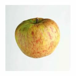 4ft 'Bramley 20' Patio Cooking Apple Tree | M27 Dwarfing Rootstock | 11.5L Pot | By Frank P Matthews™ -Frank P Matthews Sales Shop TR076211 5L add image 4 2492