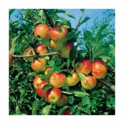 4ft 'Cox Self Fertile' Patio Dessert Apple Tree | M27 Dwarfing Rootstock | 11.5L Pot | By Frank P Matthews™ 9 4ft 'Cox Self Fertile' Patio Dessert Apple Tree | M27 Dwarfing Rootstock | 11.5L Pot | By Frank P Matthews™ -Frank P Matthews Sales Shop TR076411 5L add image 1 daa7