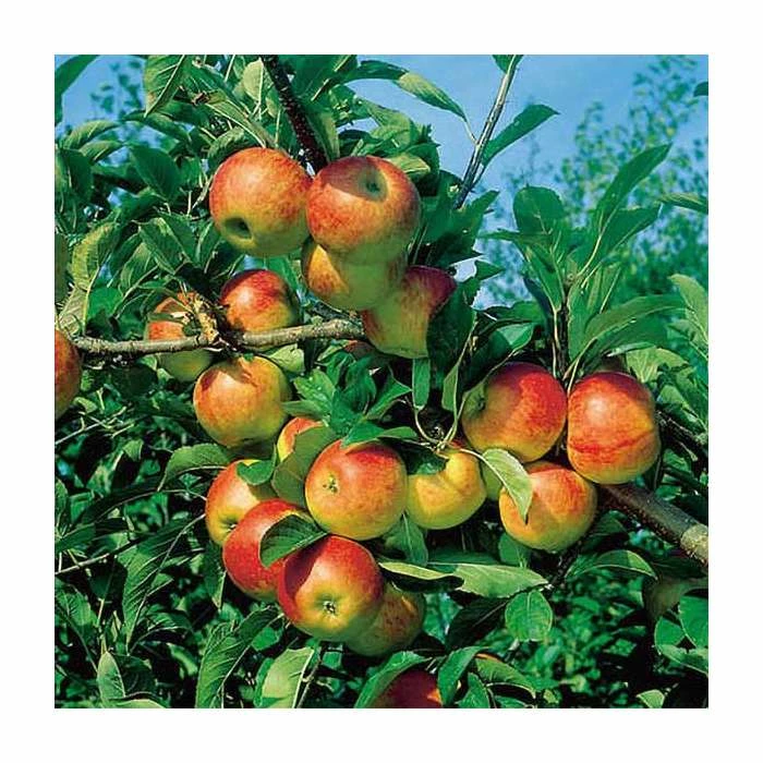 4ft 'Cox Self Fertile' Patio Dessert Apple Tree | M27 Dwarfing Rootstock | 11.5L Pot | By Frank P Matthews™ 5 4ft 'Cox Self Fertile' Patio Dessert Apple Tree | M27 Dwarfing Rootstock | 11.5L Pot | By Frank P Matthews™ - Image 3