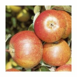 4ft 'Cox Self Fertile' Patio Dessert Apple Tree | M27 Dwarfing Rootstock | 11.5L Pot | By Frank P Matthews™ 10 4ft 'Cox Self Fertile' Patio Dessert Apple Tree | M27 Dwarfing Rootstock | 11.5L Pot | By Frank P Matthews™ -Frank P Matthews Sales Shop TR076411 5L add image 2 c7c6