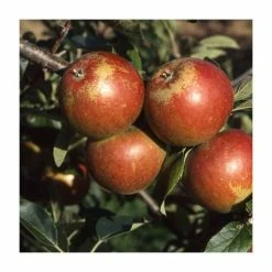4ft 'Cox Self Fertile' Patio Dessert Apple Tree | M27 Dwarfing Rootstock | 11.5L Pot | By Frank P Matthews™ 11 4ft 'Cox Self Fertile' Patio Dessert Apple Tree | M27 Dwarfing Rootstock | 11.5L Pot | By Frank P Matthews™ -Frank P Matthews Sales Shop TR076411 5L add image 3 db68