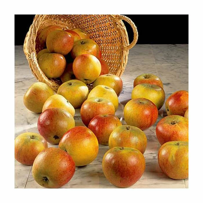 4ft 'Cox Self Fertile' Patio Dessert Apple Tree | M27 Dwarfing Rootstock | 11.5L Pot | By Frank P Matthews™ 4 4ft 'Cox Self Fertile' Patio Dessert Apple Tree | M27 Dwarfing Rootstock | 11.5L Pot | By Frank P Matthews™ - Image 2