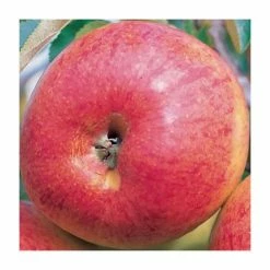 4ft 'Red Falstaff' Patio Dessert Apple Tree | M27 Dwarfing Rootstock | 11.5L Pot | By Frank P Matthews™