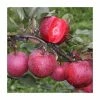 4ft 'TICKLED PINK Baya Marisa Dual Purpose Patio Apple Tree | M27 Dwarfing Rootstock | 11.5L Pot | By Frank P Matthews™ -Frank P Matthews Sales Shop TR077111 5L main image bad3
