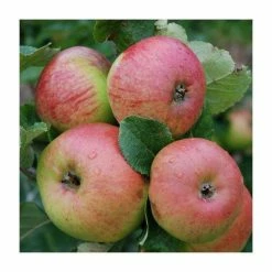 4ft 'Fiesta' Patio Dessert Apple Tree | M27 Dwarfing Rootstock | 11.5L Pot | By Frank P Matthews™ -Frank P Matthews Sales Shop TR1123 add image 1 9815