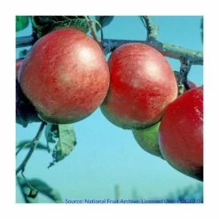 4ft 'Fiesta' Patio Dessert Apple Tree | M27 Dwarfing Rootstock | 11.5L Pot | By Frank P Matthews™ -Frank P Matthews Sales Shop TR1123 add image 2 f39e