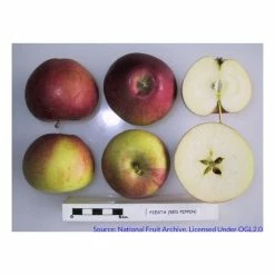 4ft 'Fiesta' Patio Dessert Apple Tree | M27 Dwarfing Rootstock | 11.5L Pot | By Frank P Matthews™ -Frank P Matthews Sales Shop TR1123 add image 3 88cb