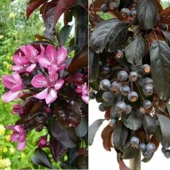 Malus toringo 'Aros' | Crab Apple Tree | 7L Pot | 120-150cm | By Frank P Matthews 8 Malus toringo 'Aros' | Crab Apple Tree | 7L Pot | 120-150cm | By Frank P Matthews -Frank P Matthews Sales Shop TR1207 add image 1 36c9