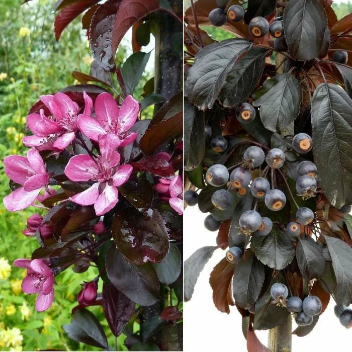 Malus toringo 'Aros' | Crab Apple Tree | 7L Pot | 120-150cm | By Frank P Matthews 4 Malus toringo 'Aros' | Crab Apple Tree | 7L Pot | 120-150cm | By Frank P Matthews - Image 3