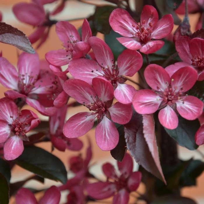Malus toringo 'Aros' | Crab Apple Tree | 7L Pot | 120-150cm | By Frank P Matthews 2 Malus toringo 'Aros' | Crab Apple Tree | 7L Pot | 120-150cm | By Frank P Matthews