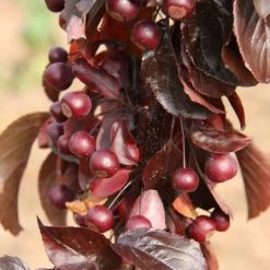 Frank P Matthews Sales Shop -Frank P Matthews Sales Shop TR1207 rollover image 7dc9