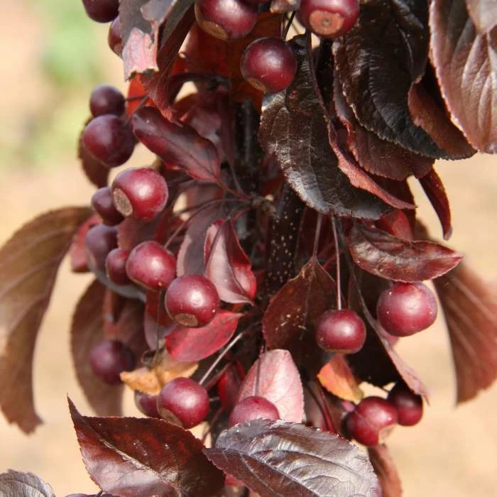 Malus toringo 'Aros' | Crab Apple Tree | 7L Pot | 120-150cm | By Frank P Matthews 3 Malus toringo 'Aros' | Crab Apple Tree | 7L Pot | 120-150cm | By Frank P Matthews - Image 2