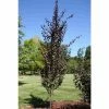 Prunus cerasifera 'Crimson Pointe' | Columnar Cherry Blossom Tree | 12L Pot | 150-180cm | By Frank P Matthews -Frank P Matthews Sales Shop TR1209 main image 9418