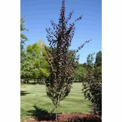 Prunus cerasifera 'Crimson Pointe' | Columnar Cherry Blossom Tree | 12L Pot | 150-180cm | By Frank P Matthews
