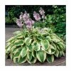 20-50cm Hosta 'Wide Brim' | 1L Pot -Frank P Matthews Sales Shop TR1291 main image 0b5d
