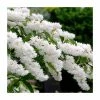 0.6-1.6ft Deutzia Scabra | Bare Root -Frank P Matthews Sales Shop TR1308 main image e25a