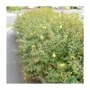 0.6-1.6ft St John's Wort | Bare Root | Hypericum Inodorum -Frank P Matthews Sales Shop TR1310 main image 5735