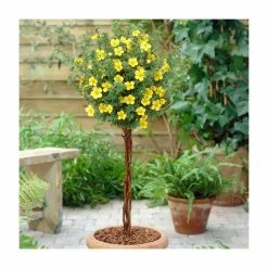 0.6-1.6ft Cinquefoil | Bare Root | Potentilla Fruticosa