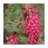 0.6-1.6ft 'King Edward VII' Flowering Currant | Bare Root | Ribes Sanguineum -Frank P Matthews Sales Shop TR1314 main image 7801