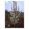 Prunus 'Snow Goose' | Cherry Blossom Tree -Frank P Matthews Sales Shop TR1334 main image ec7a
