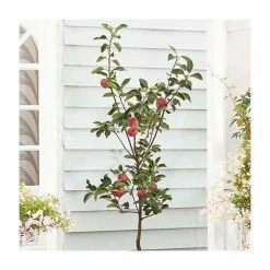 4ft 'Rosette' Patio Apple Tree | M27 Dwarfing Rootstock | 11.5L Pot | By Frank P Matthews™ -Frank P Matthews Sales Shop TR1384 add image 2 4684