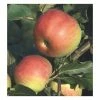 Malus 'Jumbo' Patio Apple Tree -Frank P Matthews Sales Shop TR1427 main image 3f0d