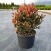 30cm Photinia 'Little Red Robin' Ball | 6L Pot